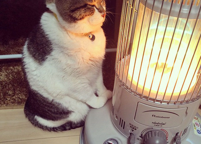 Ces Chats Qui Tombent Amoureux D Un Chauffage Par Ce Temps Froid Sont Juste Hilarants Un Jour De Reve