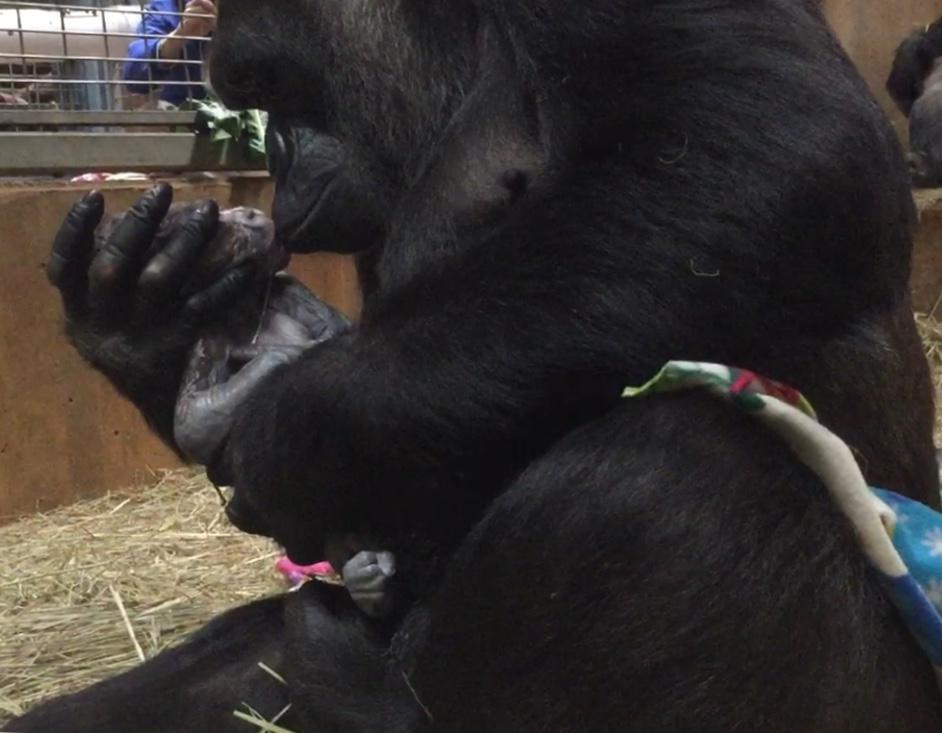 Cette Video D Une Maman Gorille Avec Son Bebe Nouveau Ne Gorille Fera Fondre Votre Cœur Un Jour De Reve