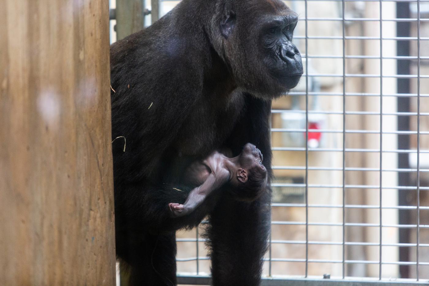 Cette Video D Une Maman Gorille Avec Son Bebe Nouveau Ne Gorille Fera Fondre Votre Cœur Un Jour De Reve